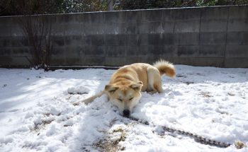 大雪ではしゃぐわが家の犬