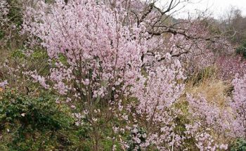 愛犬と一緒に近所の山へ桜を見に行ってきました